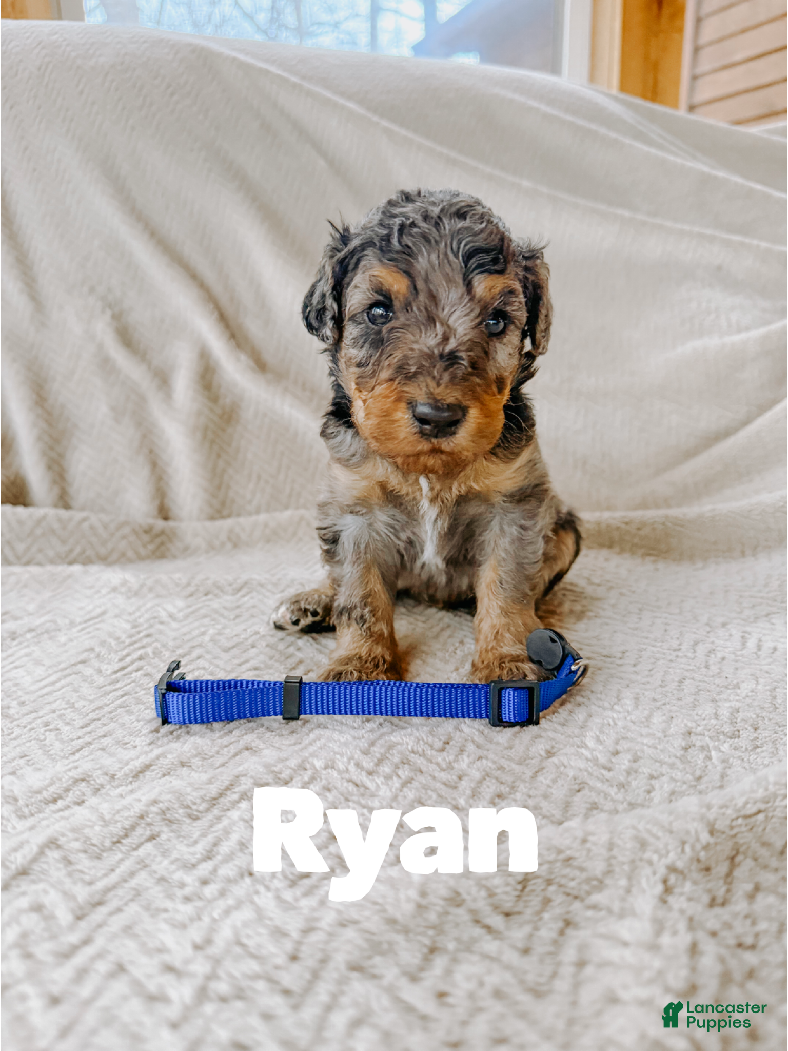 Goldendoodle dogs Ryan - Ad 35