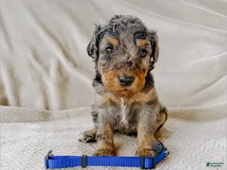 Goldendoodle dogs Ryan - Ad 35