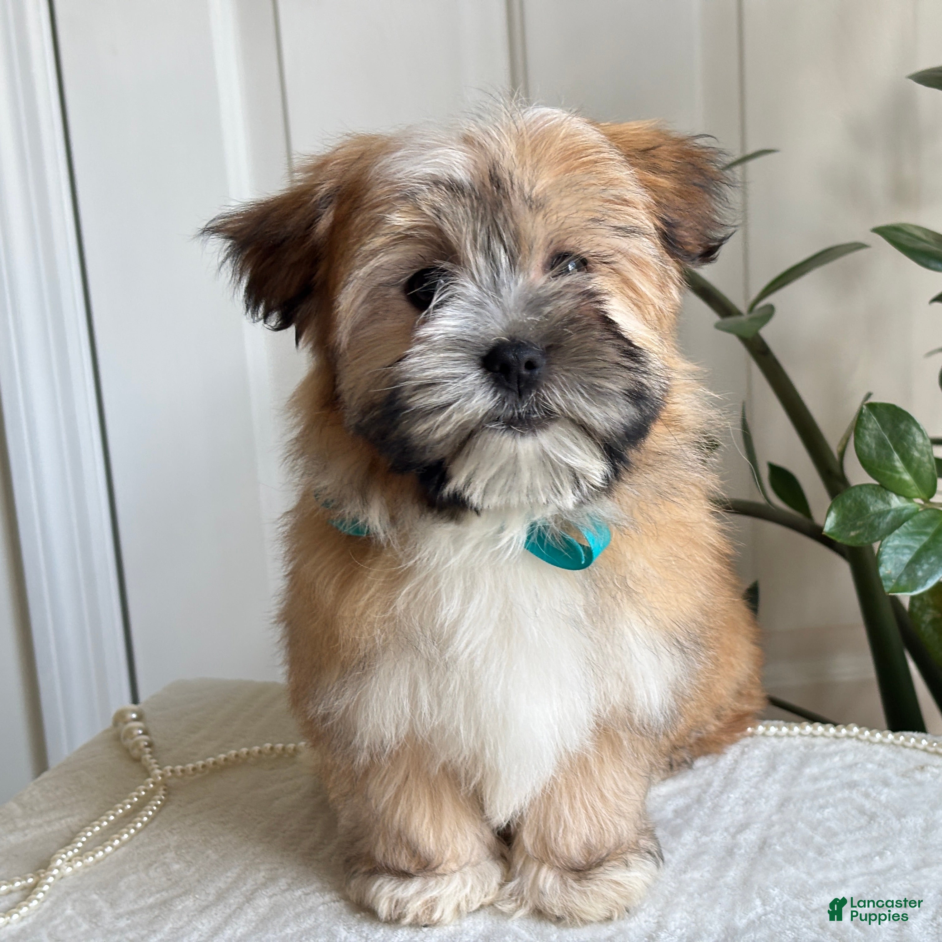 Morkie dogs Nacho - Ad 1