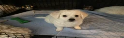 Maltipoo dogs for sale: Clara - Ad 4