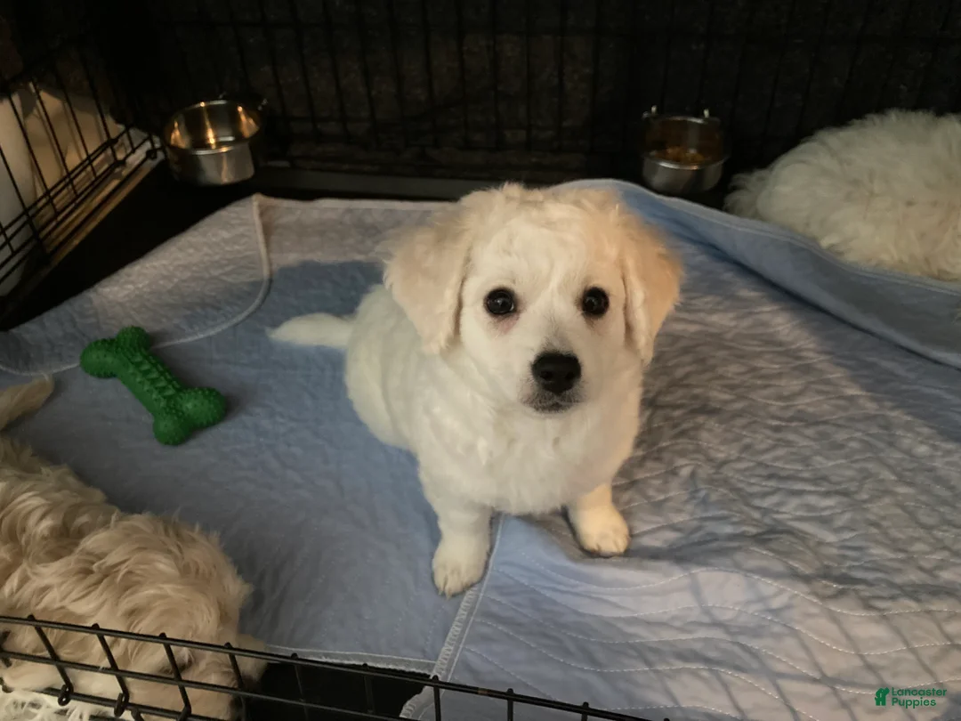 Maltipoo dogs for sale: Clara - Ad 4