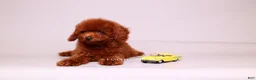 Toy Poodle dogs for sale: VISITA PER FORTUNA SHANTI  - Ad 4