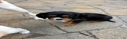 Cavalier King Charles Spaniel dogs for sale: Cavalier King Charles Spaniel Puppy 2 - Ad 8