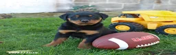 Rottweiler dogs for sale: Titan - Ad 5