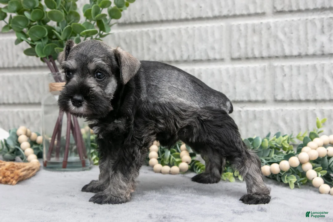 Miniature Schnauzer dogs for sale: Maverick - Ad 3