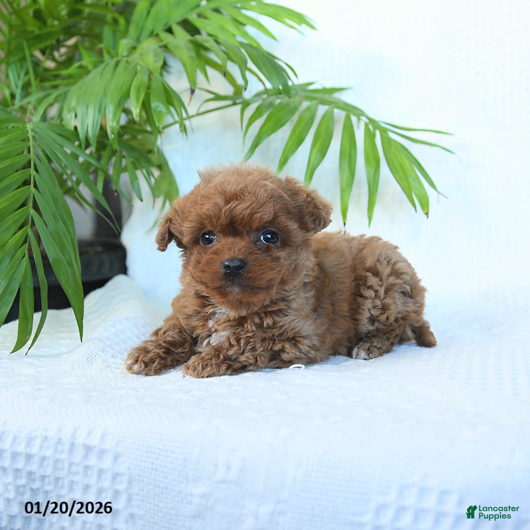 Toy Poodle dogs for sale: Nova - Ad 2