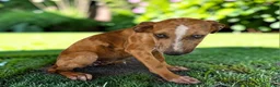 Catahoula Leopard Dog dogs for sale: Tigger 2026 Female 1 - Ad 4