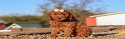 Mini Goldendoodle dogs for sale: Rosie - Ad 3
