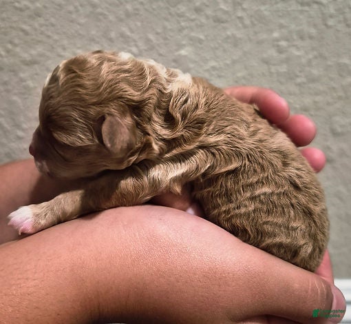 Toy Poodle dogs Maple_Male - Ad 2