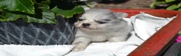 Pomeranian dogs for sale: Wynter - Ad 5