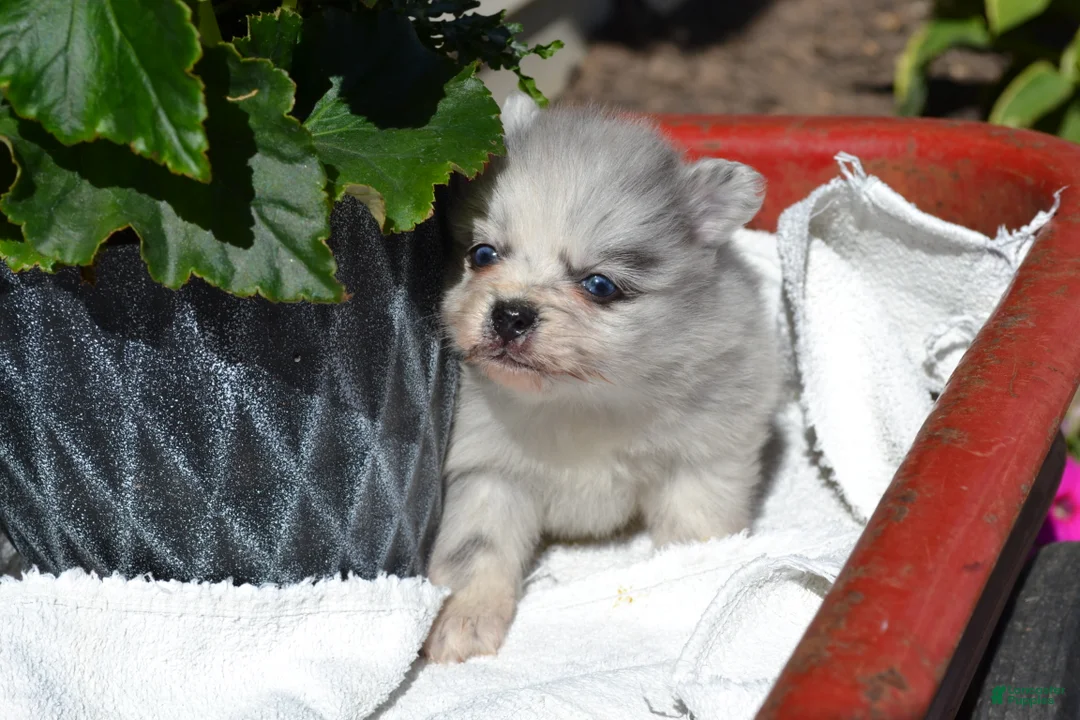 Pomeranian dogs for sale: Wynter - Ad 5