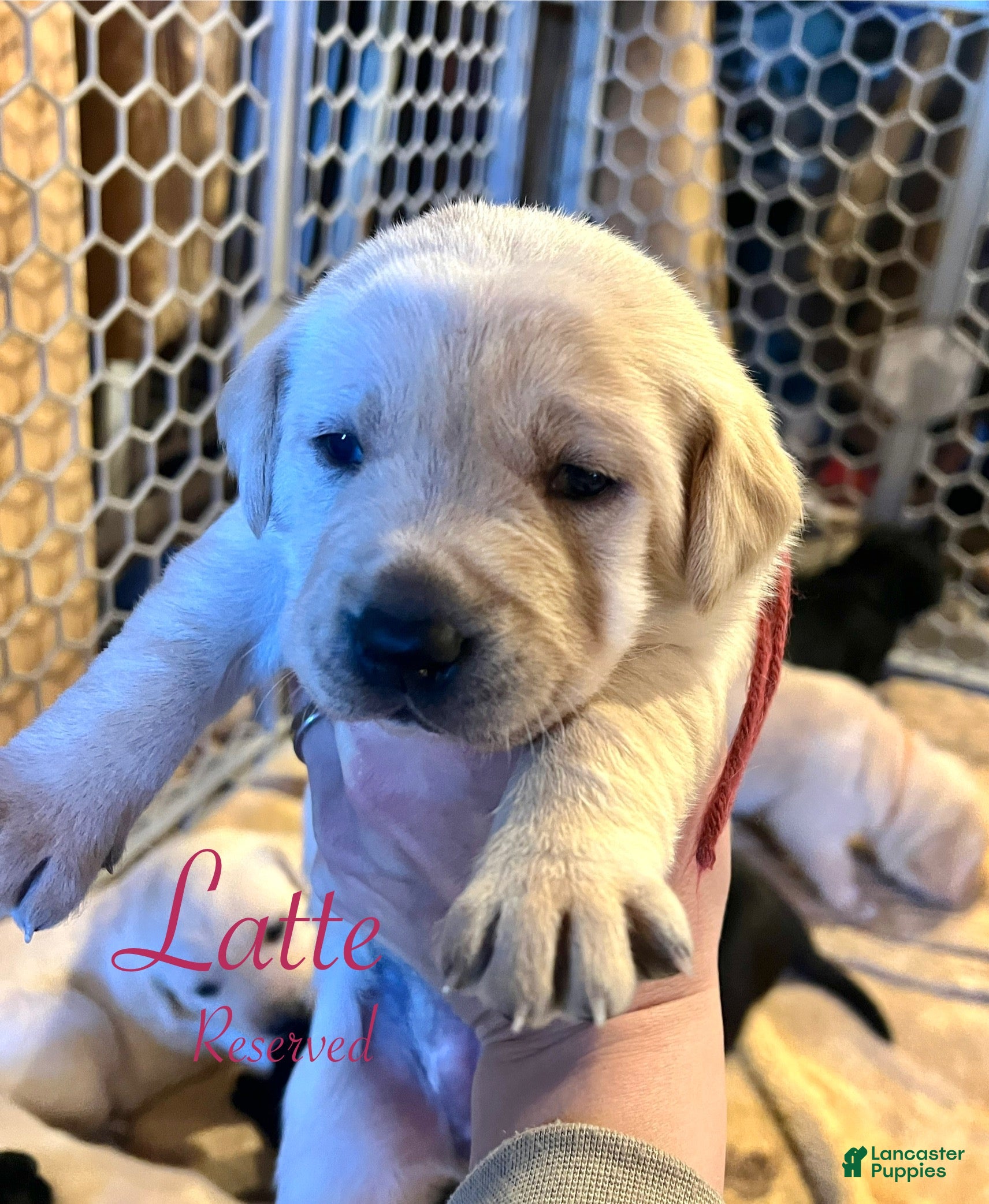 Labrador Retriever dogs Latte - Ad 30