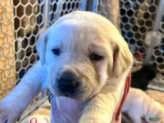 Labrador Retriever dogs Latte - Ad 30