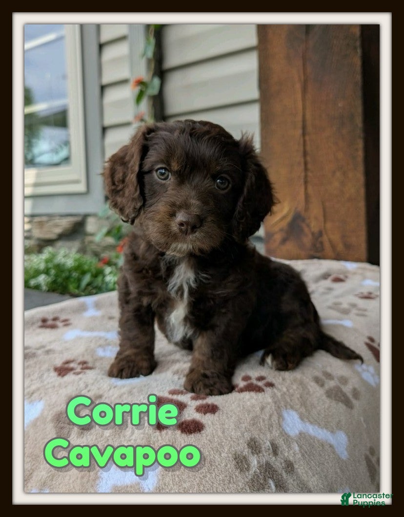 Cavapoo dogs Corrie - Ad 1