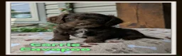 Cavapoo dogs for sale: Corrie - Ad 1
