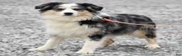 Miniature Australian Shepherd dogs for sale: Jake - Ad 7