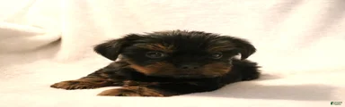 Beau