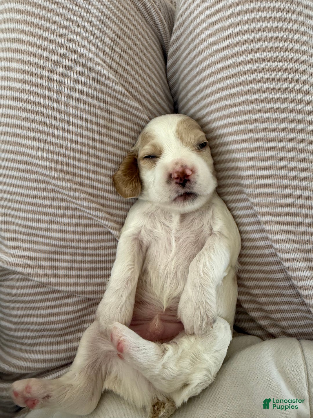 Cocker Spaniel dogs for sale: Louie - Ad 7