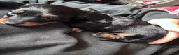Miniature Dachshund dogs for sale: Luke - Ad 3