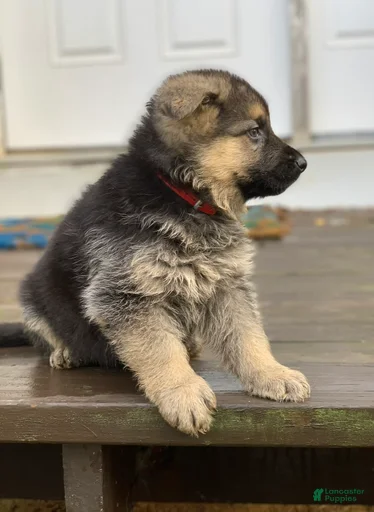 Gallery Image {{count}}