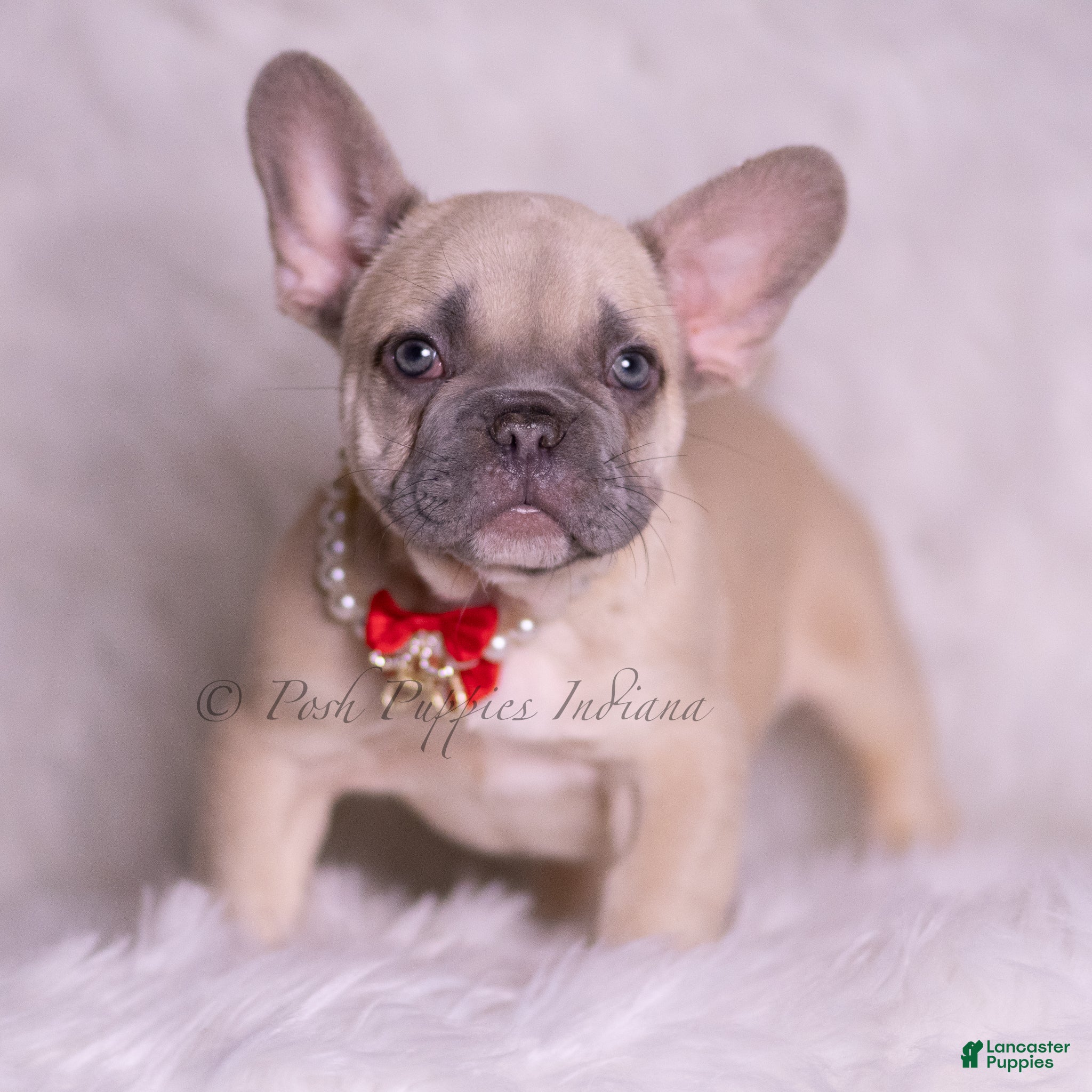 French Bulldog dogs Danko - Ad 1