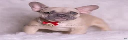 French Bulldog dogs for sale: Danko - Ad 1