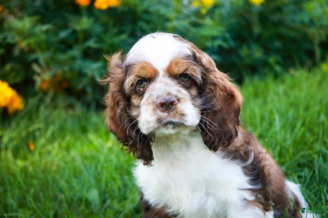 Cocker Spaniel dogs for sale: Badger - Ad 4