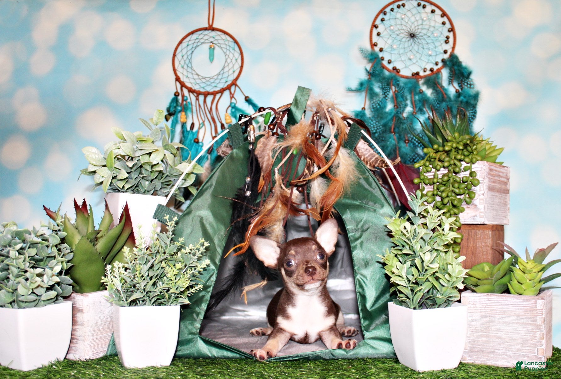 Chihuahua dogs Remus - Ad 24