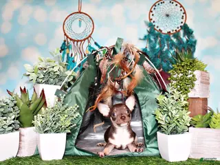 Chihuahua dogs Remus - Ad 24