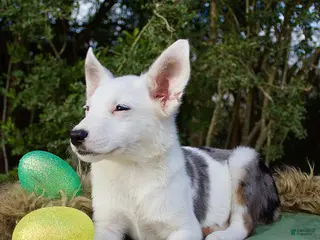 Mixed Breed dogs Mixed Breed Puppy 1 - Ad 36