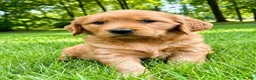 Golden Retriever dogs for sale: female golden retriever puppy - Ad 6