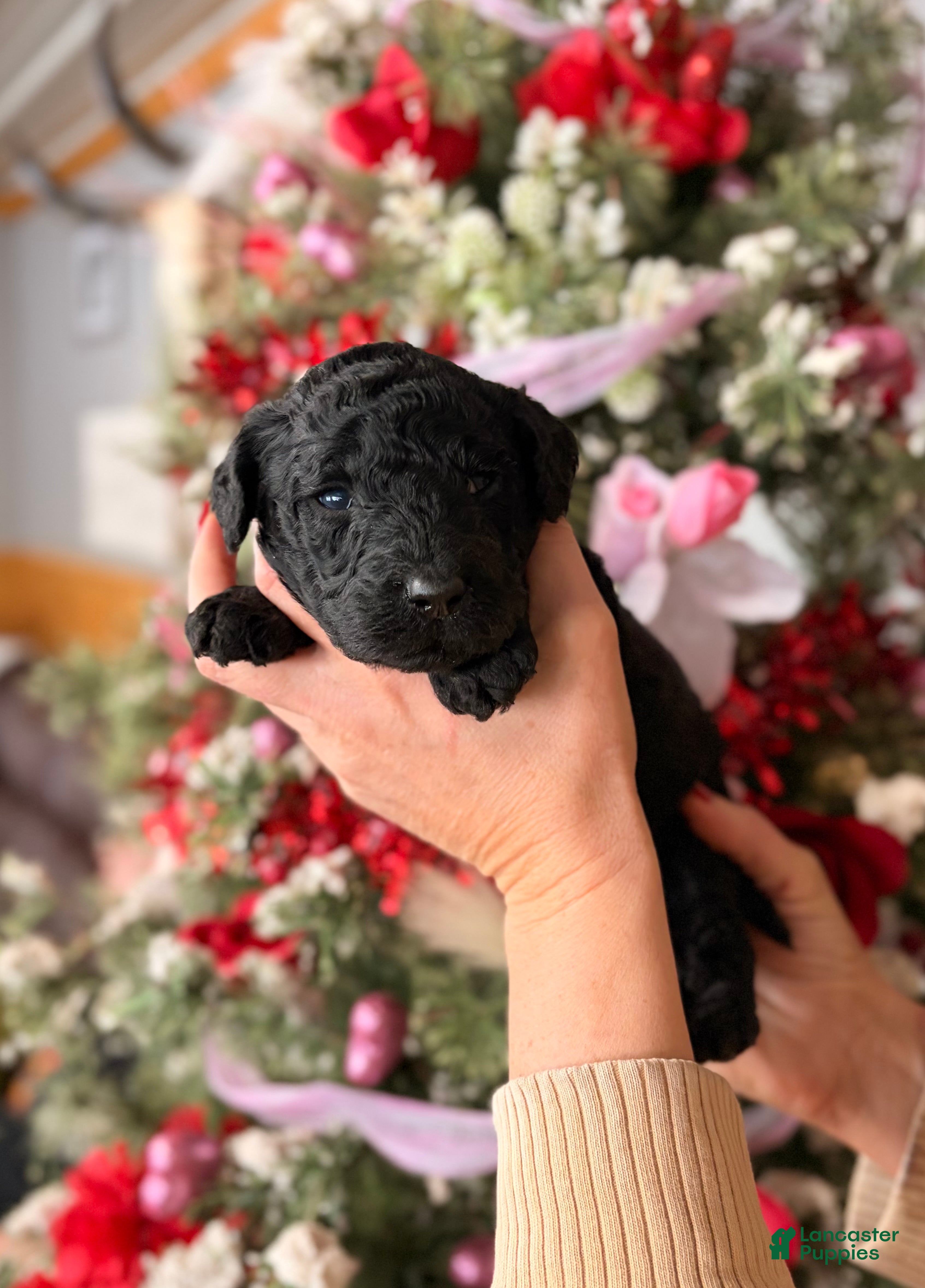 Goldendoodle dogs Goldendoodle Puppy 1 - Ad 5