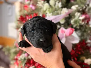 Goldendoodle dogs Goldendoodle Puppy 1 - Ad 5