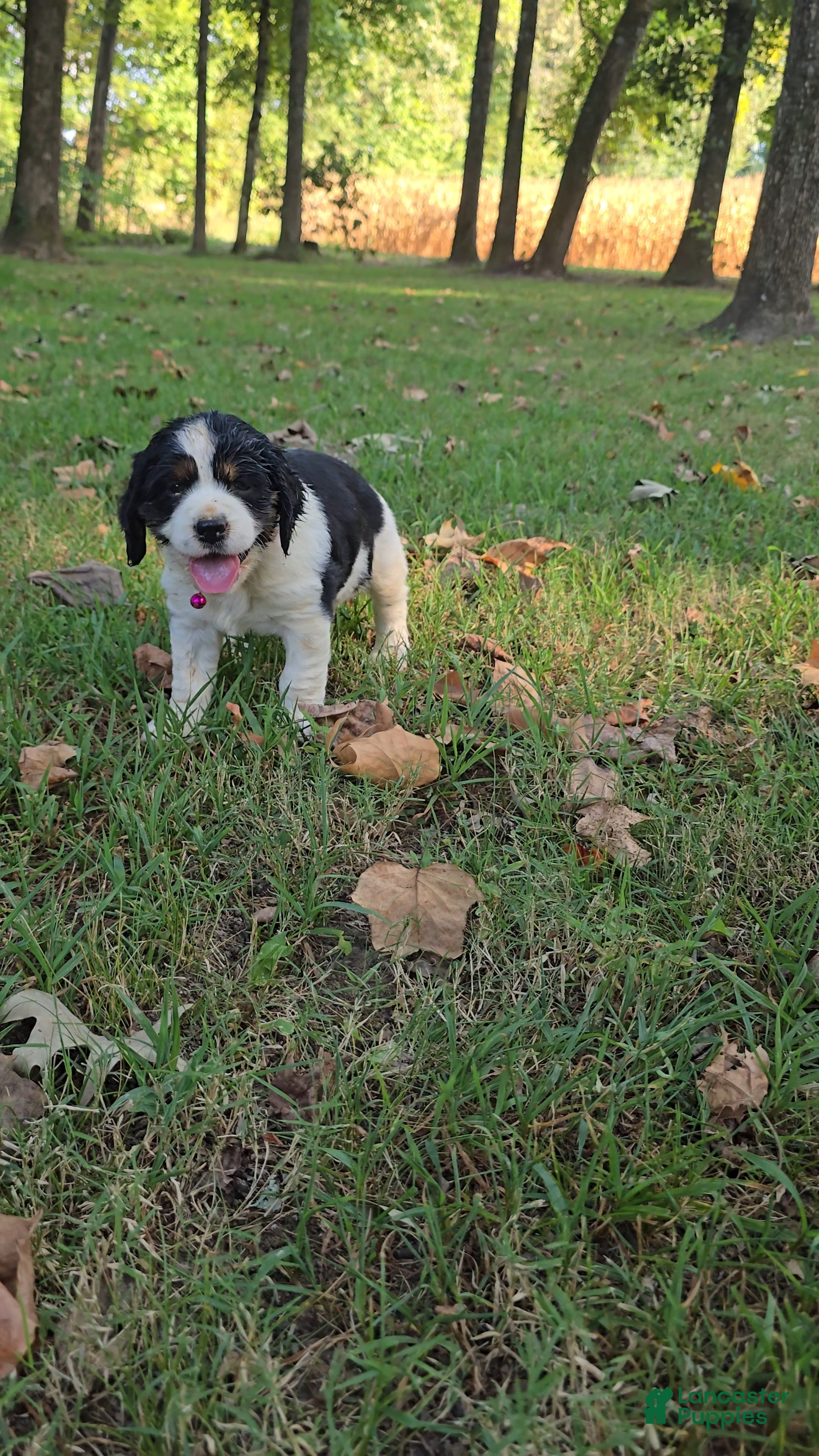 English Springer Spaniel dogs Skye - Ad 40