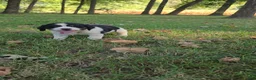English Springer Spaniel dogs for sale: Skye - Ad 1