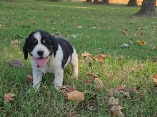 English Springer Spaniel dogs Skye - Ad 40