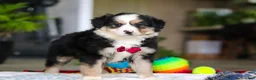 Australian Shepherd dogs for sale: Tucker - Ad 3