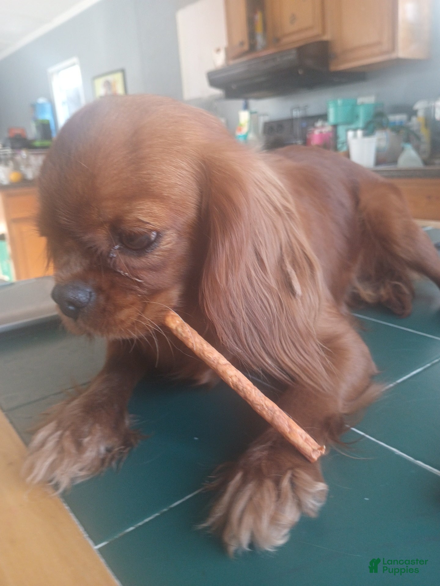 Cavalier King Charles Spaniel dogs Cavalier King Charles Spaniel Puppy 2 - Ad 1