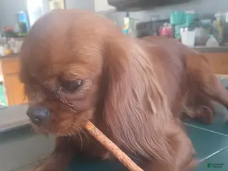 Cavalier King Charles Spaniel dogs for sale: Cavalier King Charles Spaniel Puppy 2 - Ad 1