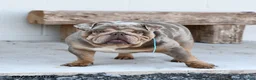 English Bulldog dogs for sale: Legend - Ad 5