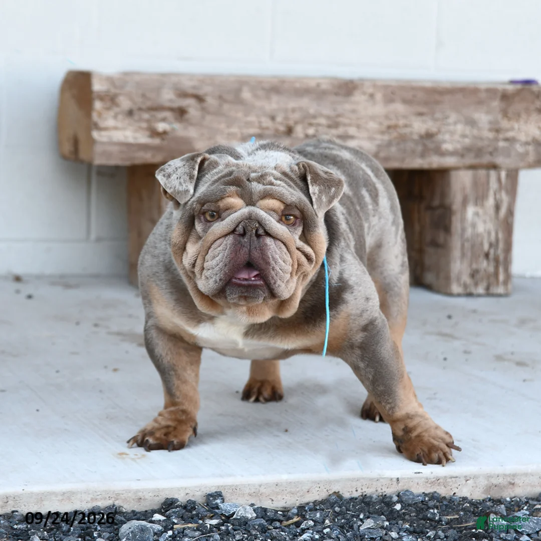English Bulldog dogs for sale: Legend - Ad 5