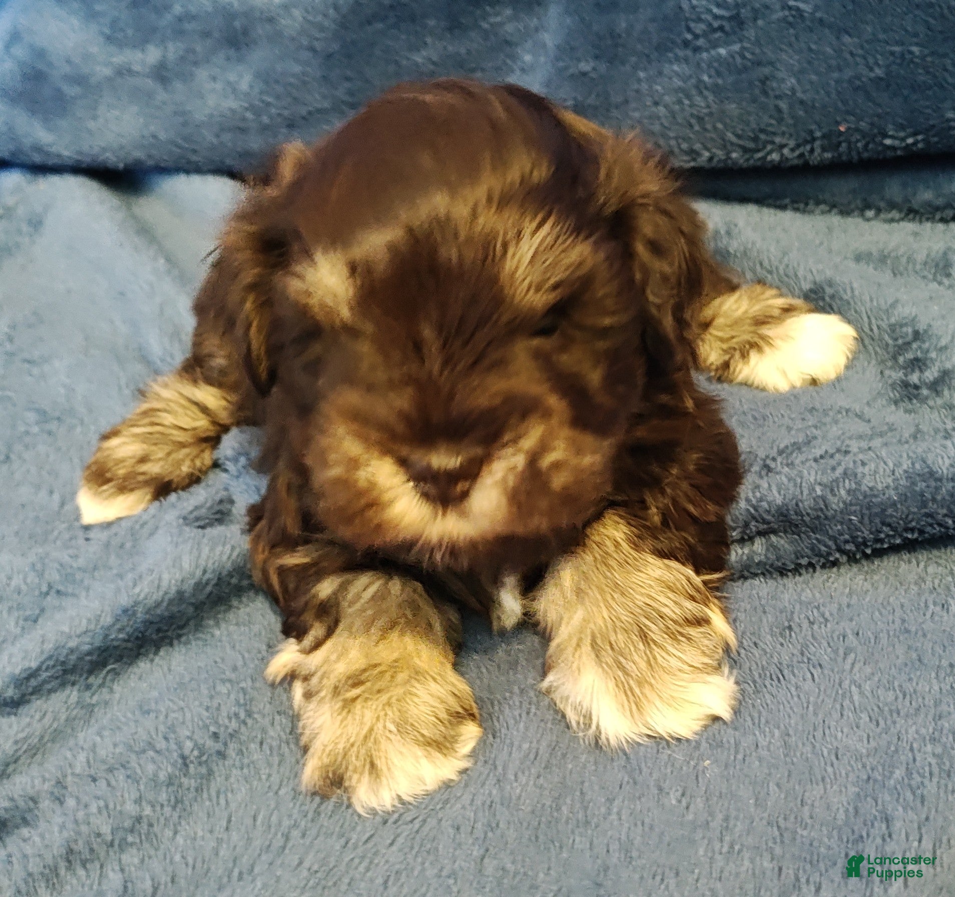 Miniature Schnauzer dogs Miniature Schnauzer Puppy 3 - Ad 1