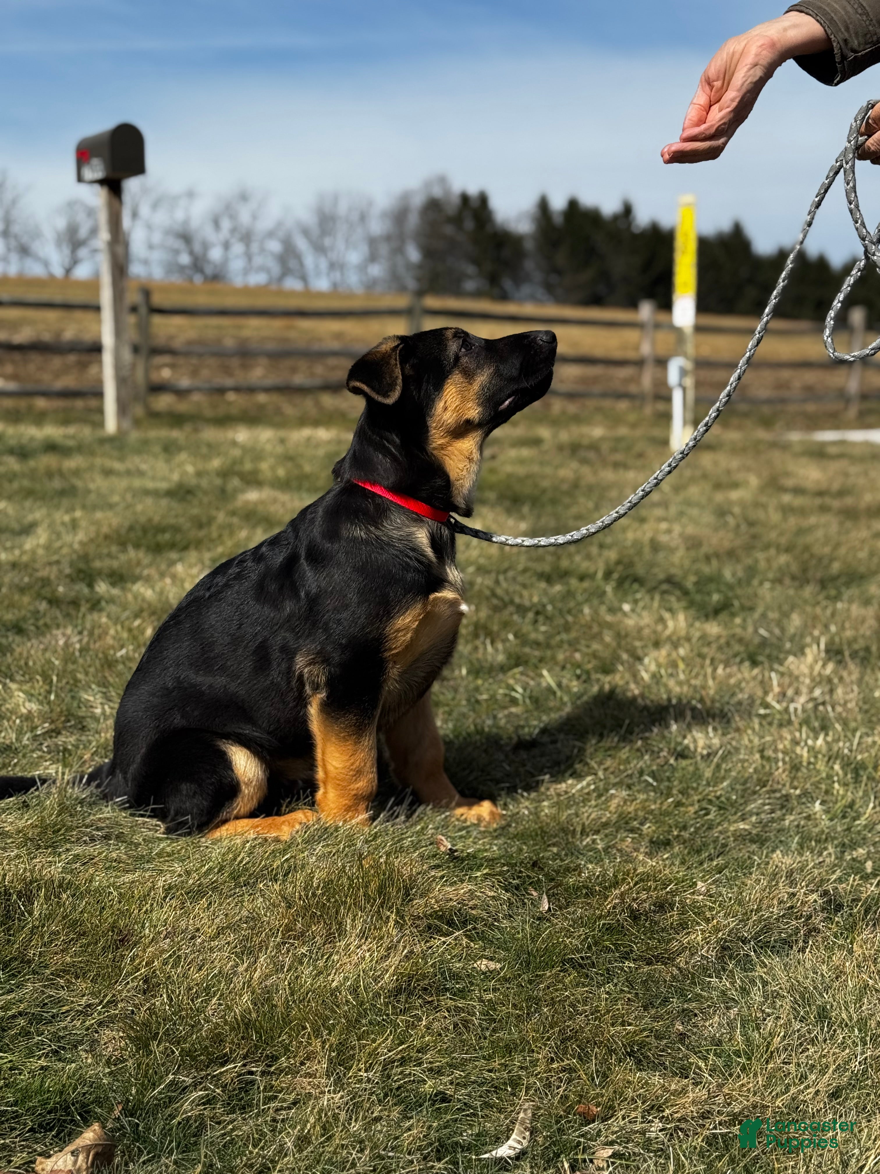 German Shepherd dogs Reno - Ad 2