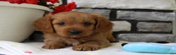 Cavapoo dogs for sale: Sammy - Ad 5