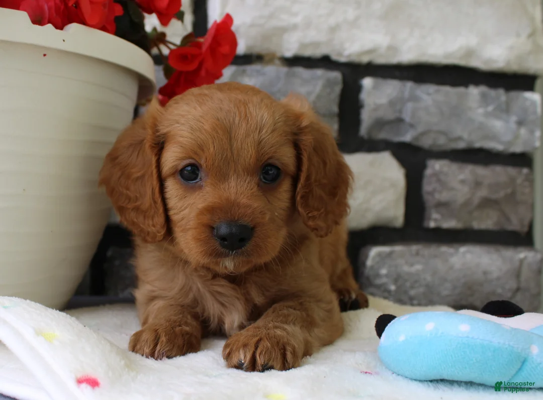 Cavapoo dogs for sale: Sammy - Ad 5
