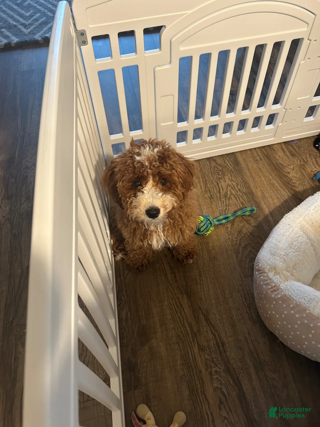 Cavapoo dogs for sale: Cavapoo Puppy 1 - Ad 3