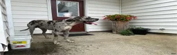 Great Dane dogs for sale: Lucy - Ad 6