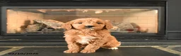 Mini Goldendoodle dogs for sale: Tigger - Ad 1