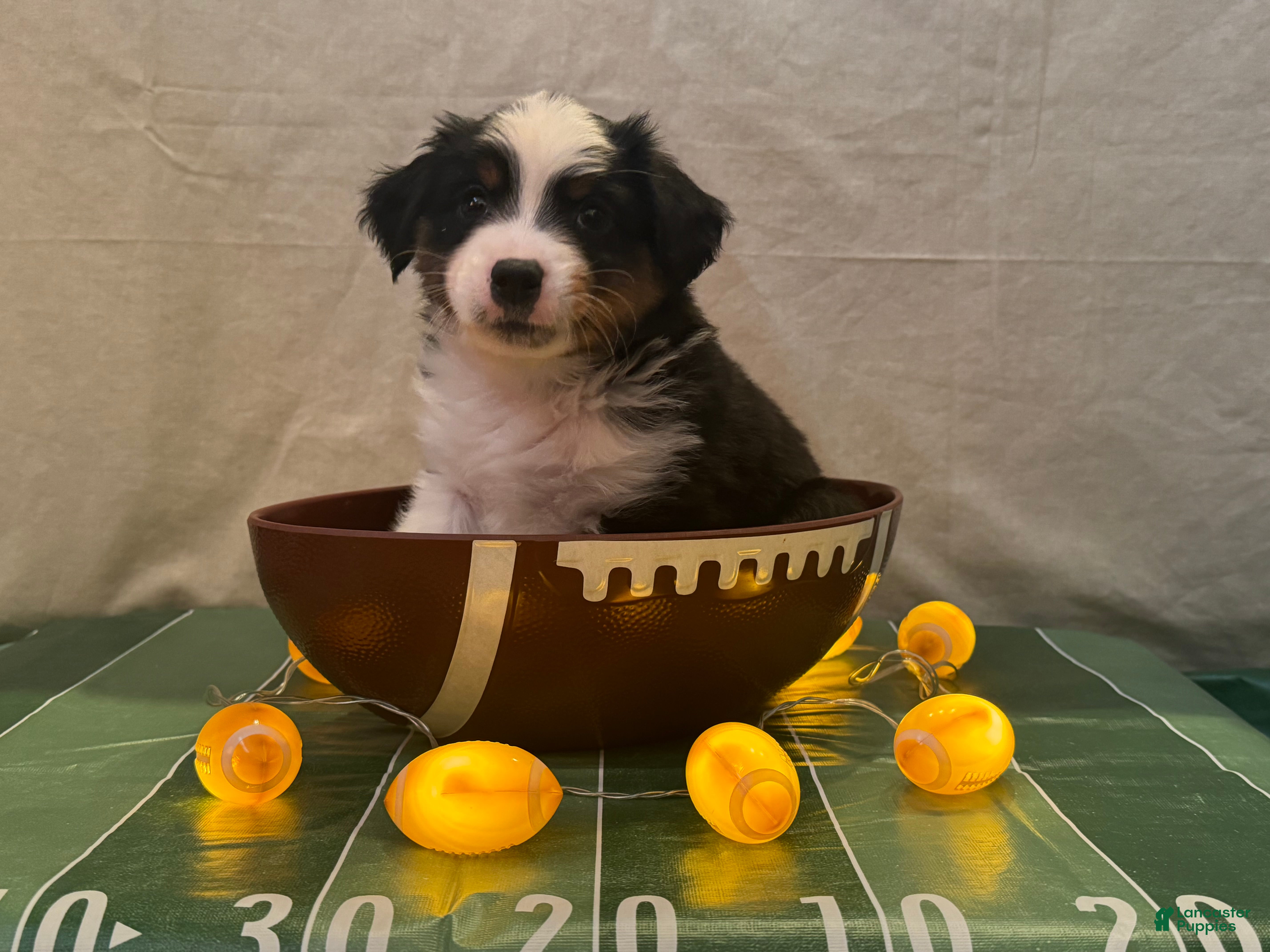 Miniature Australian Shepherd dogs Miniature Australian Shepherd 1 - Ad 2