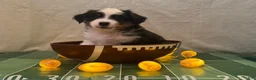 Miniature Australian Shepherd dogs for sale: Miniature Australian Shepherd 1 - Ad 2